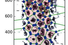 Voronoi cell areas in a dense crowd at Eindhoven station